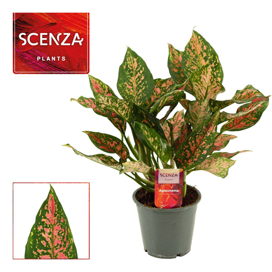 Aglaonema Unyamanee Red 35cm 12cm Pot