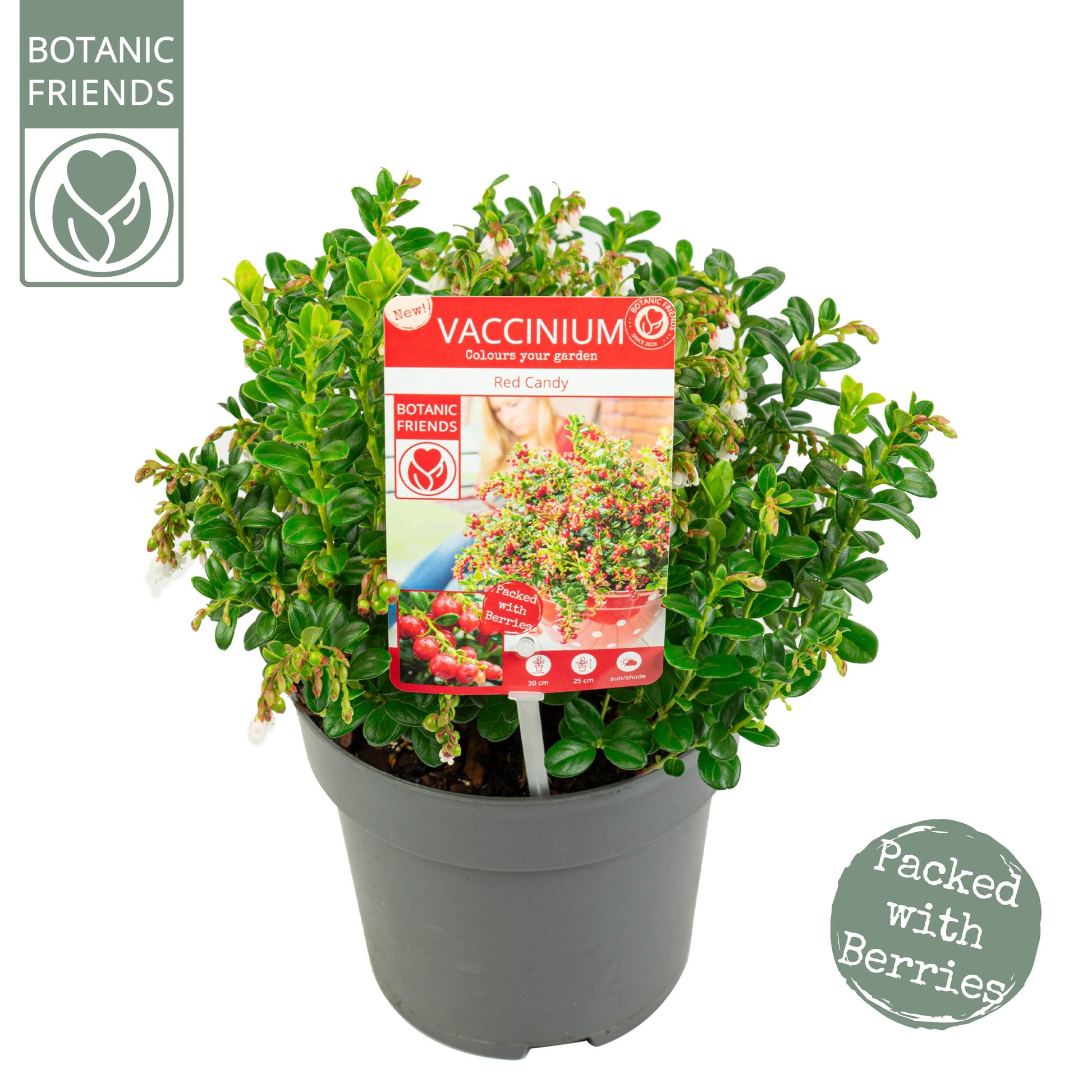 Vaccinium vitis-idaea Red Candy 30cm 15cm Pot