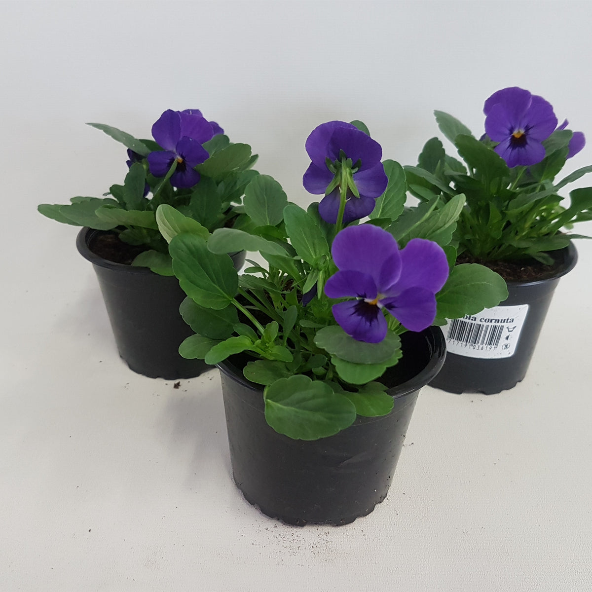 Viola cornuta blue 15cm 9cm Pot