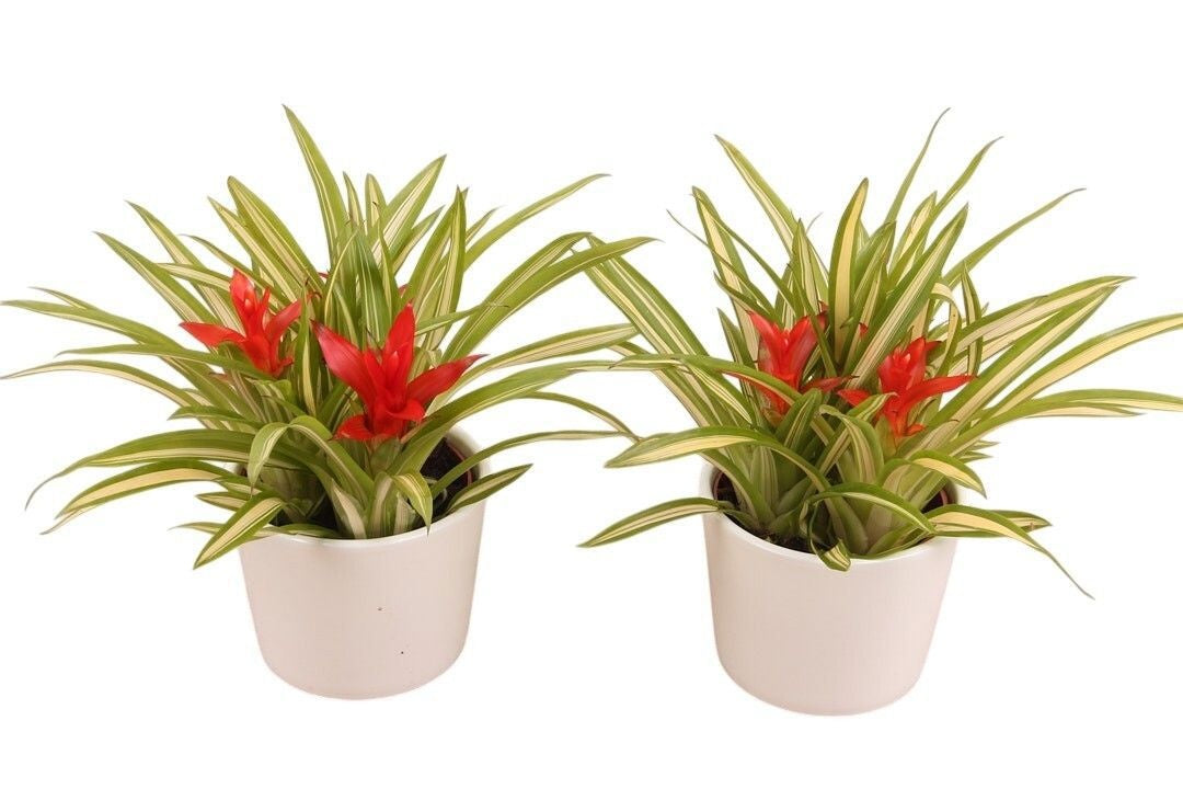 arr. Bromelia 30cm 12cm Pot