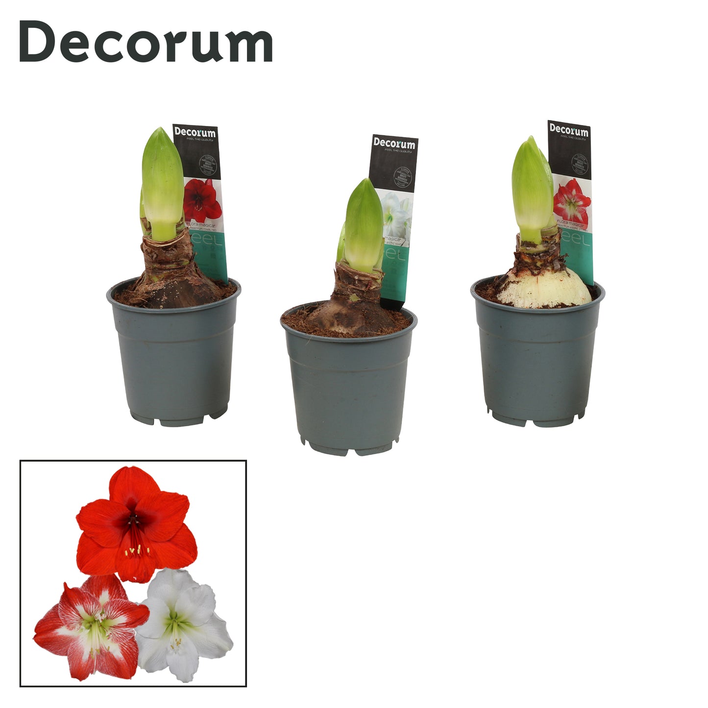 Hippeastrum 25cm 12cm Pot