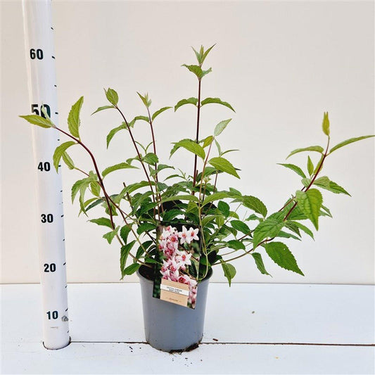 deutzia-mont-rose-40cm-17cm-pot