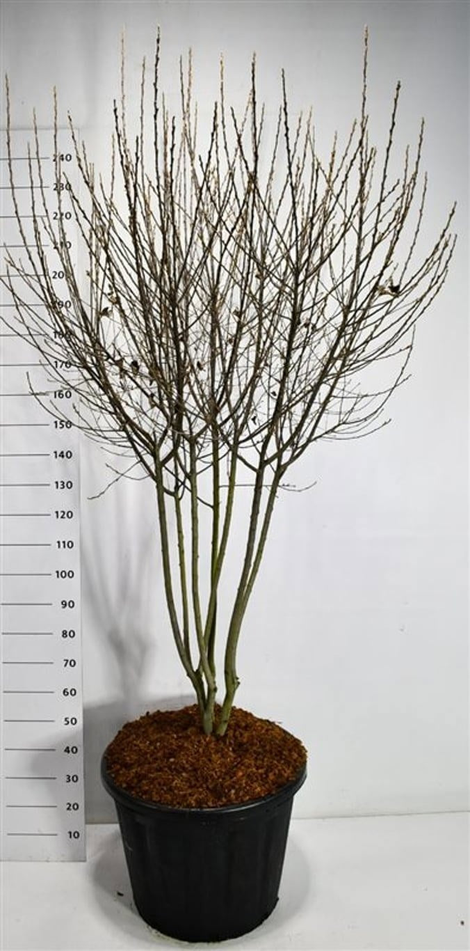 Bloemenkampen BV, Hkw. de Amelanchier can. Rainbow Pillar Pack of 1