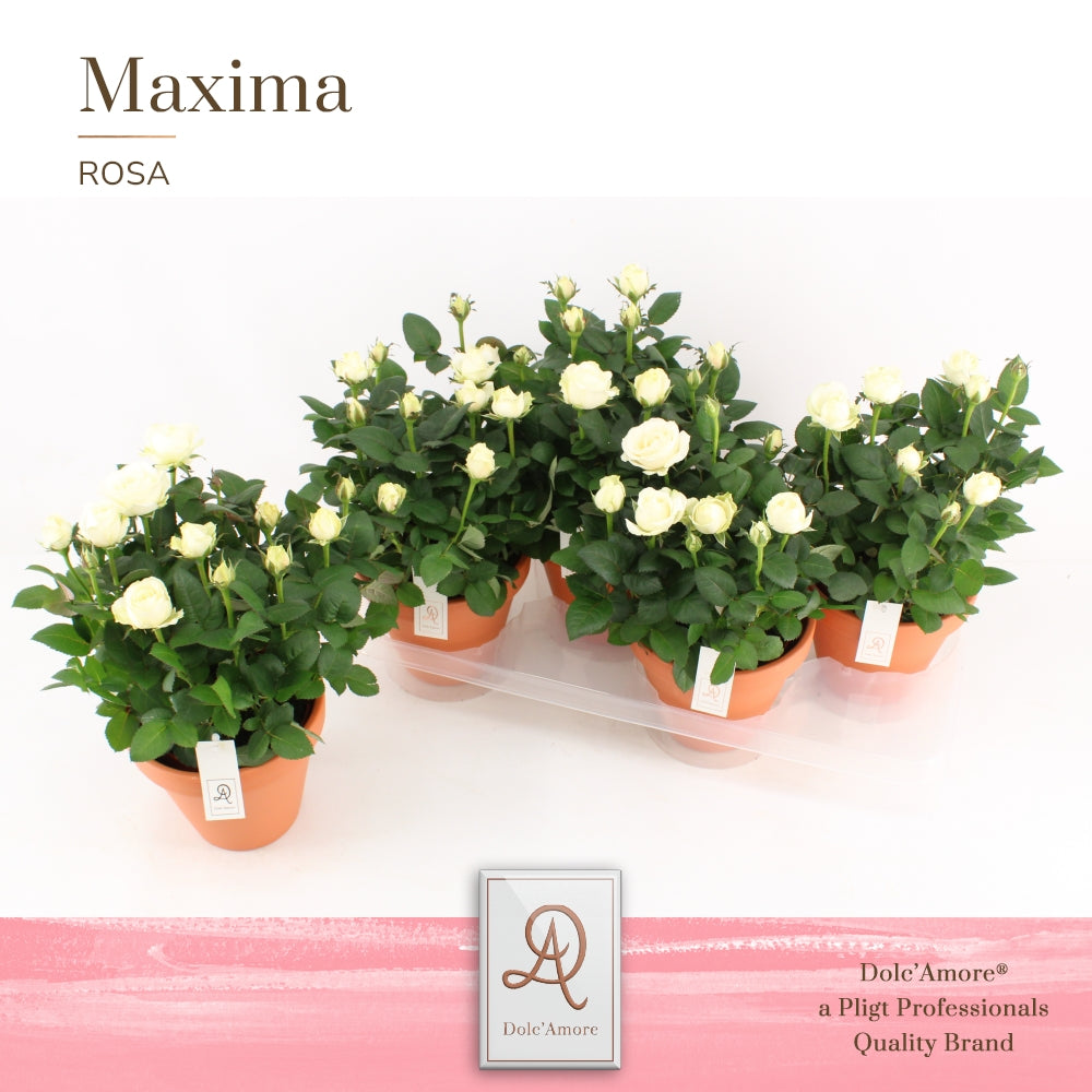 Pligt Professionals BV Rosa Infinity White Pack of 4