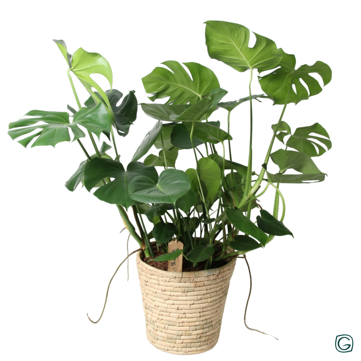 Monstera deliciosa 90cm 27cm Pot