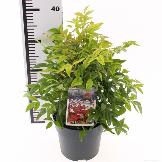 Nandina domestica Fire Power 15cm 17cm Pot