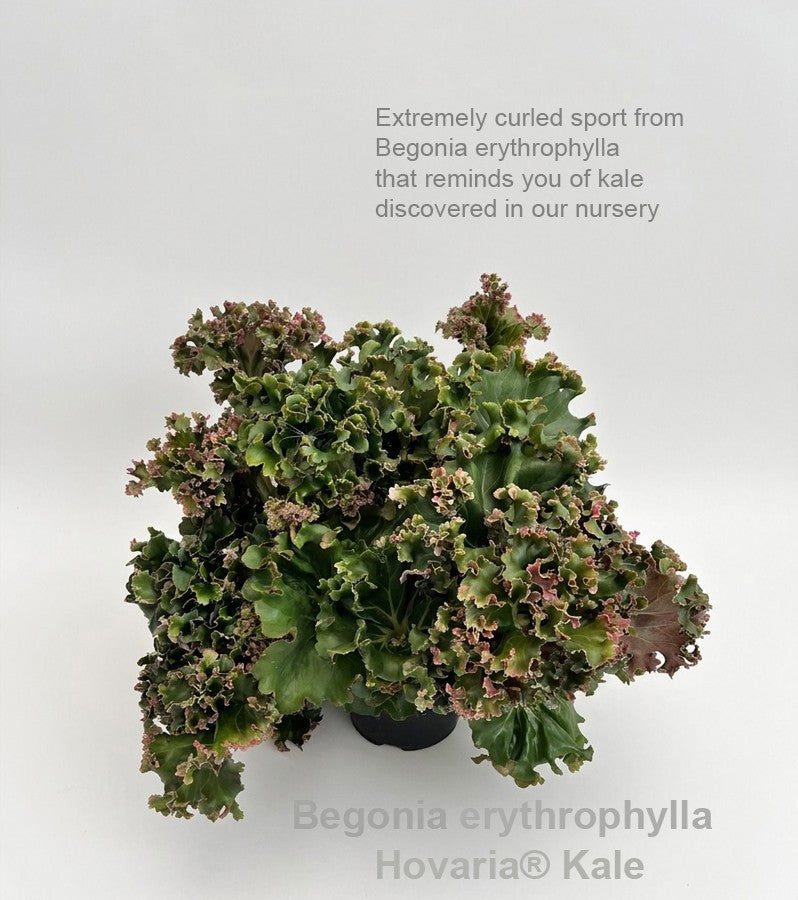 Begonia rex 35cm 14cm Pot