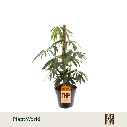 Plantworld Jogrow Anthurium andraeanum Pack of 10
