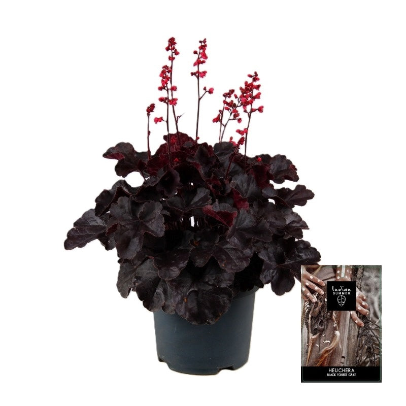 Heuchera Black Forrest Cake 55cm 19cm Pot