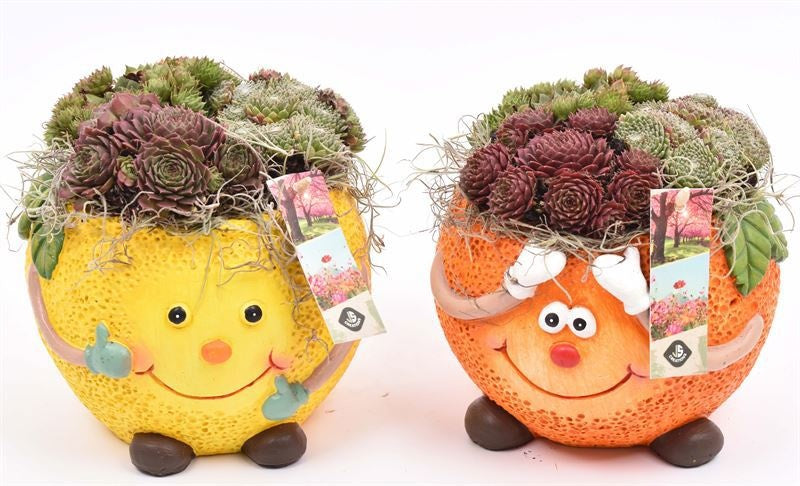 arr. Sempervivum 16cm Pot
