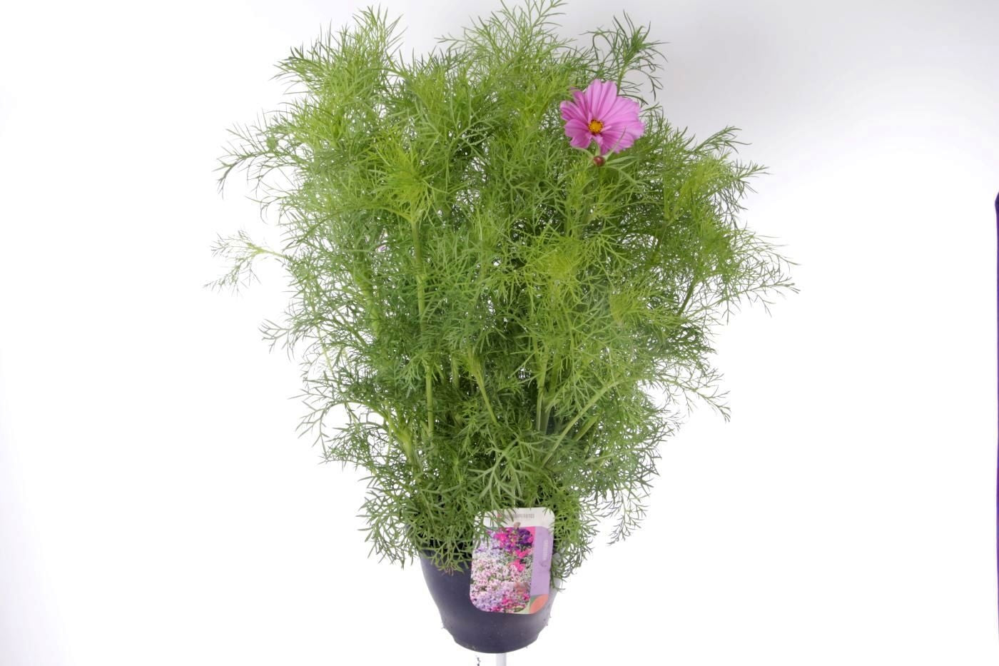 Cosmos bip. Casanova Pink 80cm 23cm Pot
