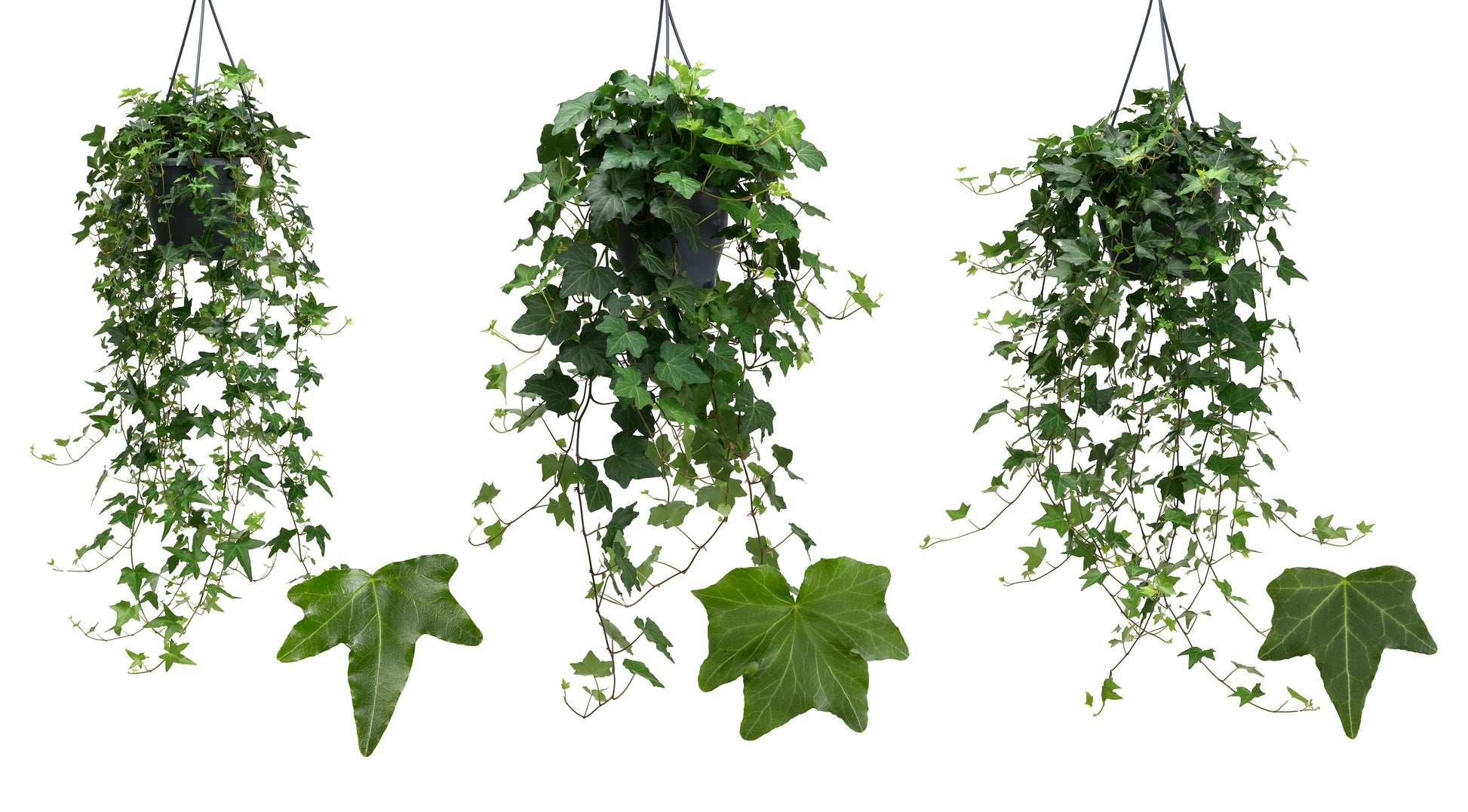 Berg Hedera Hedera helix green Pack of 4