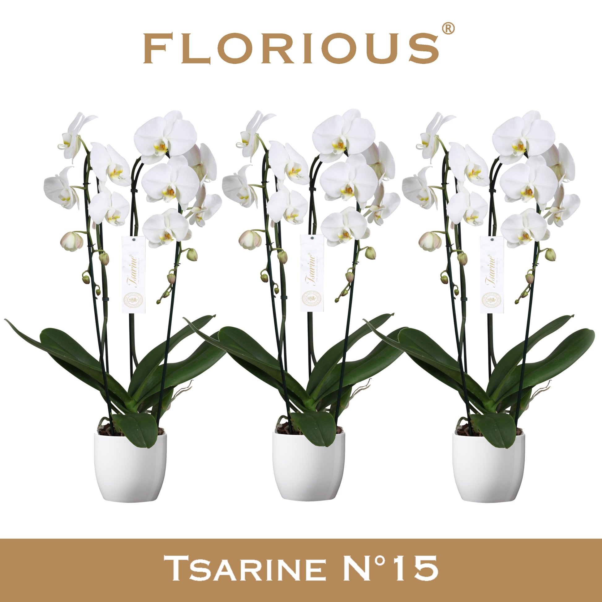 Phalaenopsis white 85cm 15cm Pot