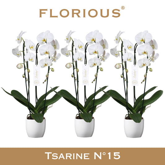 Phalaenopsis white 85cm 15cm Pot