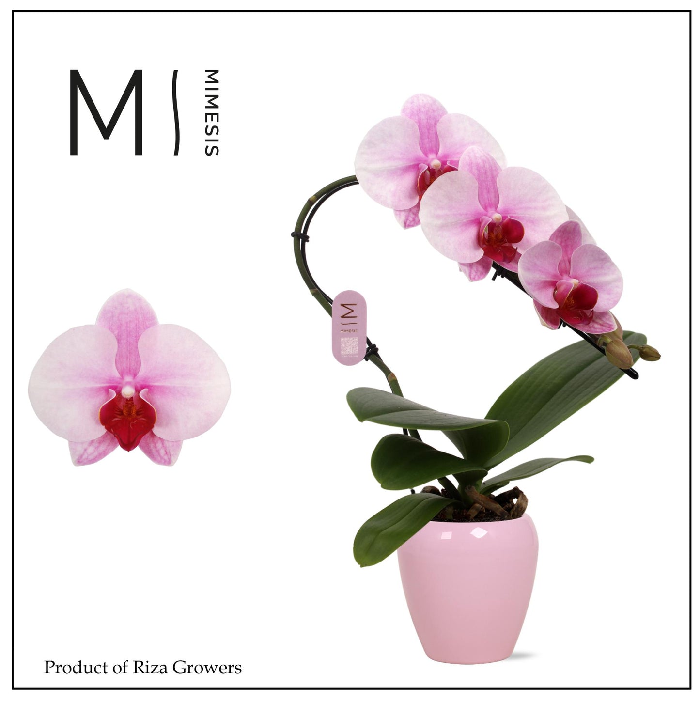 Phalaenopsis pink 35cm 7cm Pot