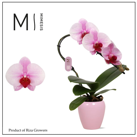 Riza Ter Laak Orchios Phalaenopsis pink Pack of 6