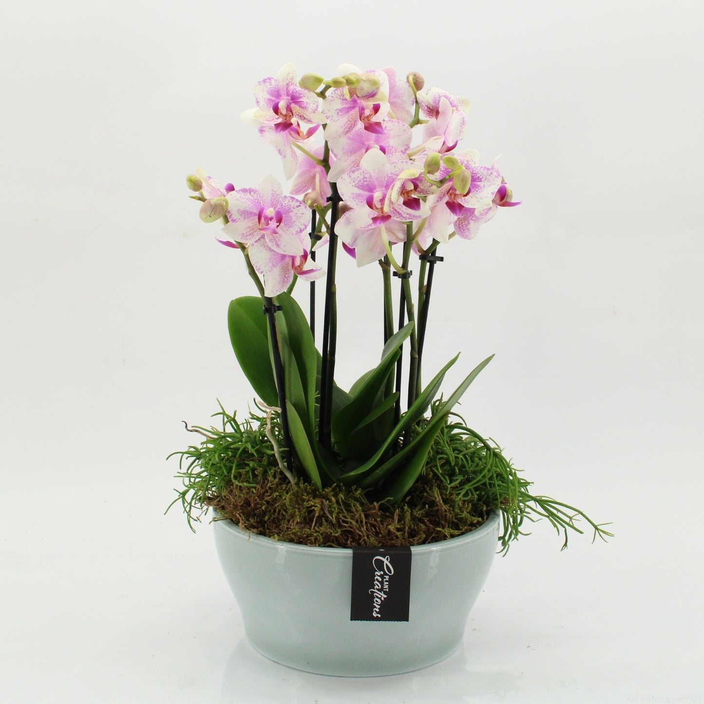 PHAL-2628RZ Phalaenopsis creatie 45cm 22cm Pot