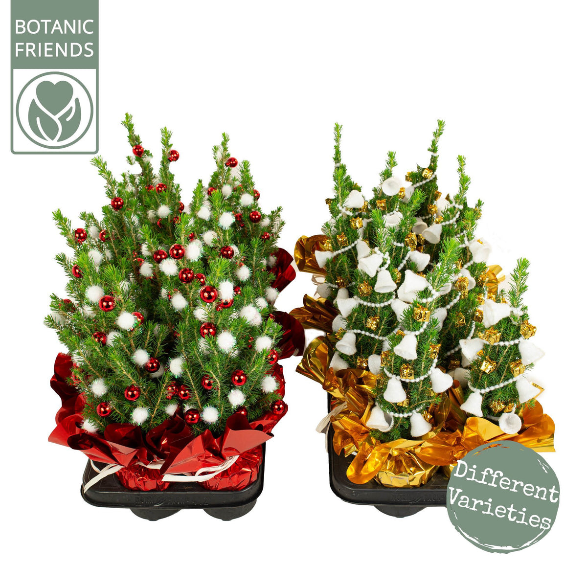 Picea 35cm 10cm Pot