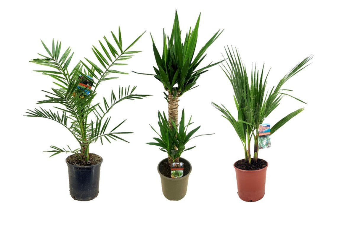 Palms mix 90cm 19cm Pot