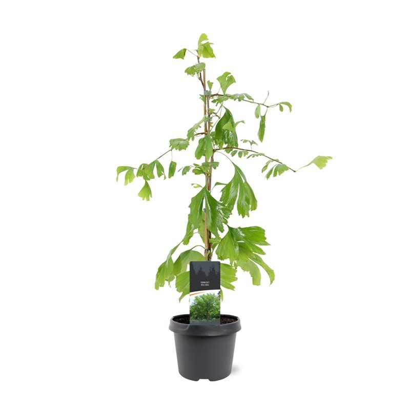 Ginkgo Little Emperor 65cm 19cm Pot