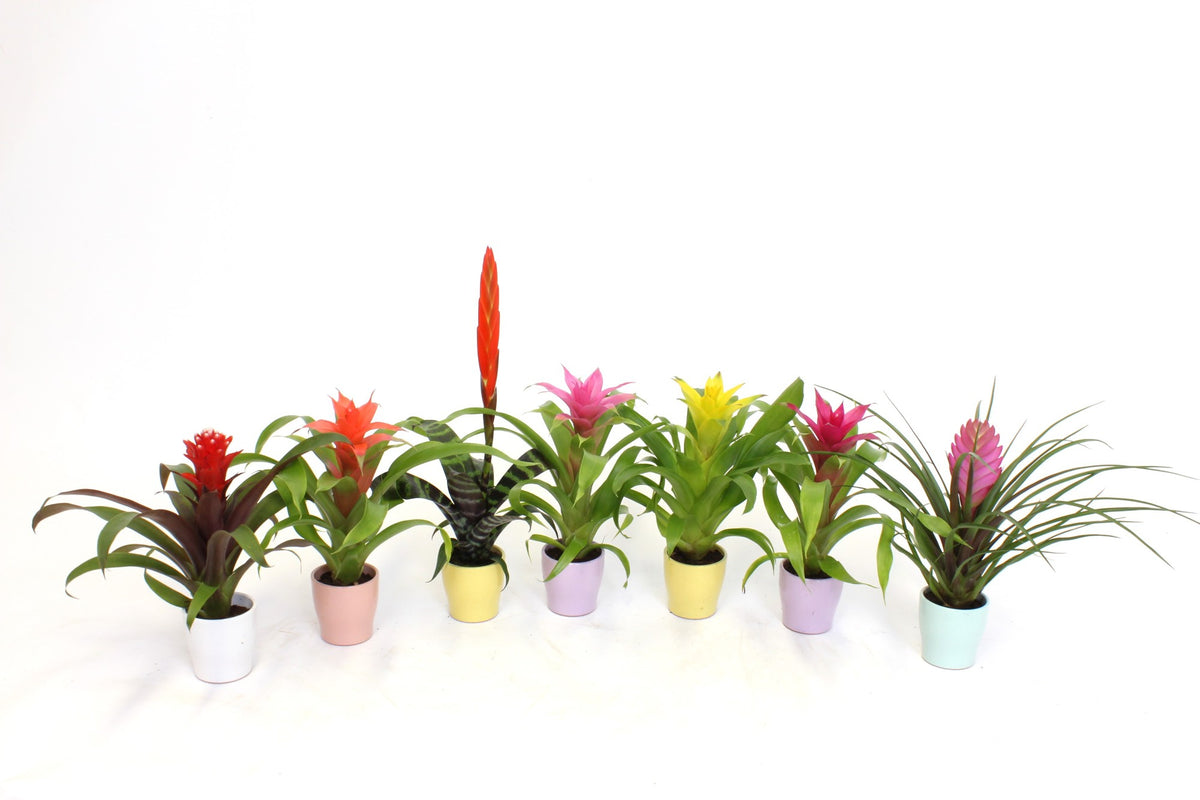 Bromelia mix 20cm 7cm Pot