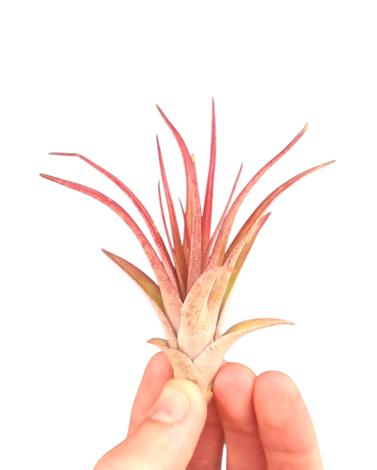 Tillandsia ionantha 6cm 6cm Pot