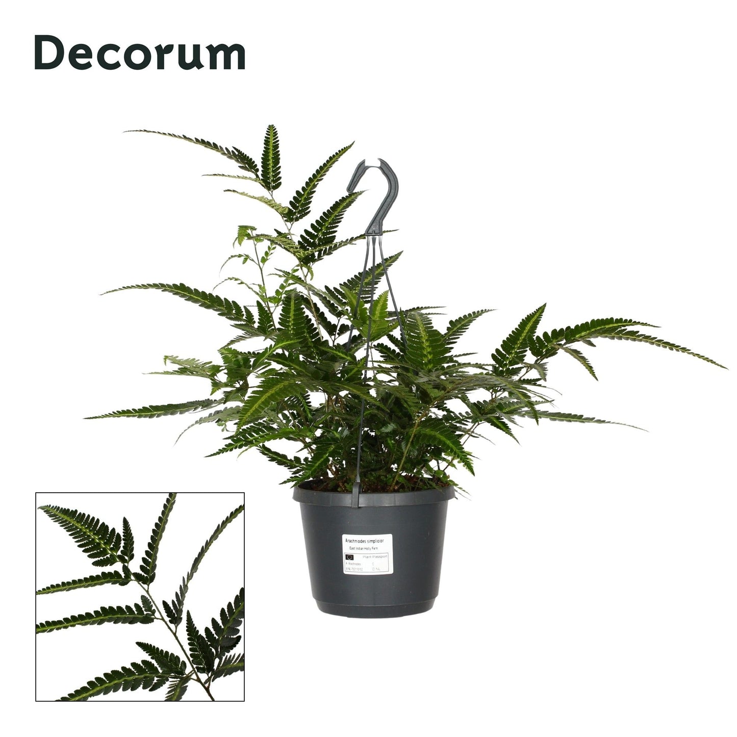 Hillplant BV Arachniodes aristata Variegata Pack of 4