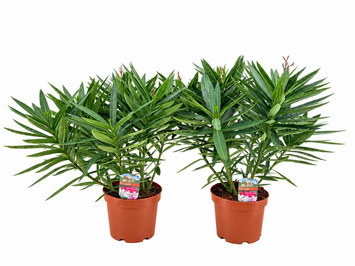 Nerium oleander mix 50cm 19cm Pot