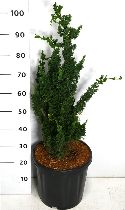 Chamaecyparis law. Wissel's Saguaro 110cm 38cm Pot