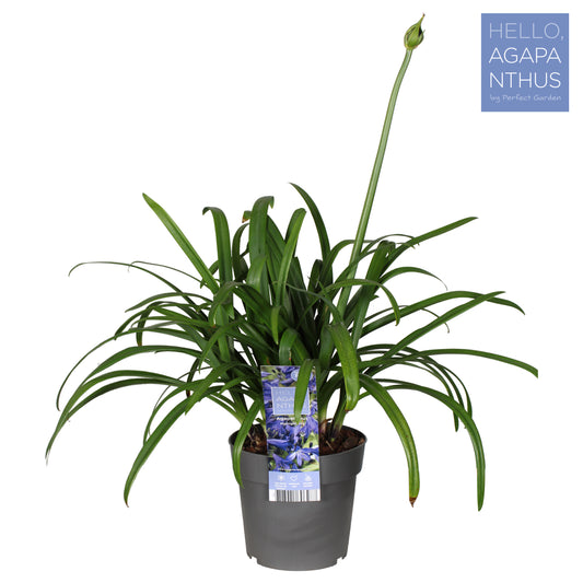 Agapanthus Midnight Sky 70cm 23cm Pot