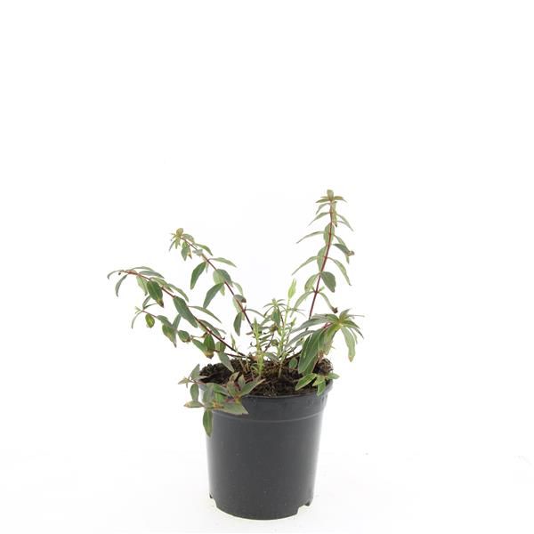 Hypericum mos. tricolor 25cm 14cm Pot