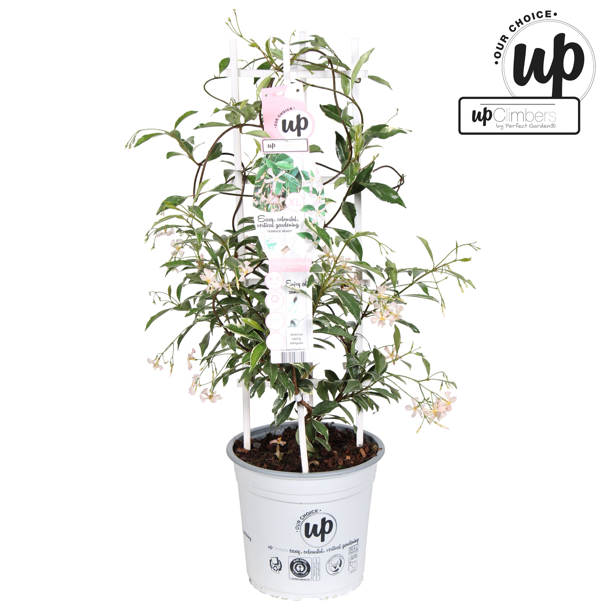 Trachelospermum jasminoides Star of Milano 75cm 23cm Pot