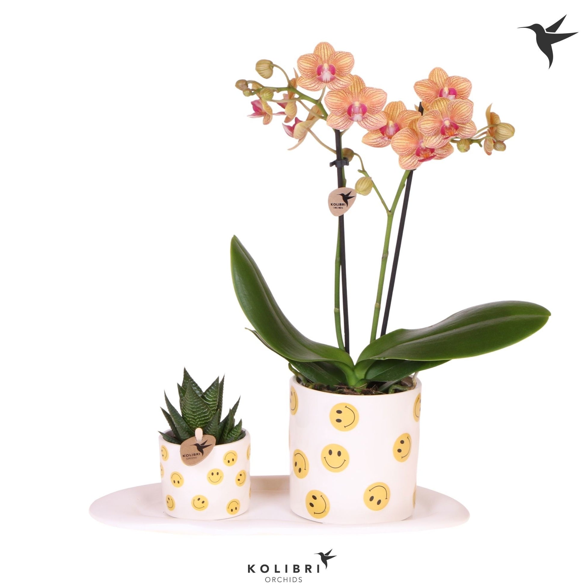 Kolibri Gift Set small Smiley 40cm 18cm Pot