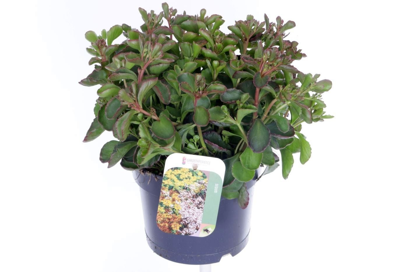 Sedum spurium 30cm 17cm Pot