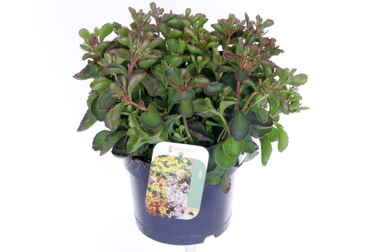 Sedum spurium 30cm 17cm Pot