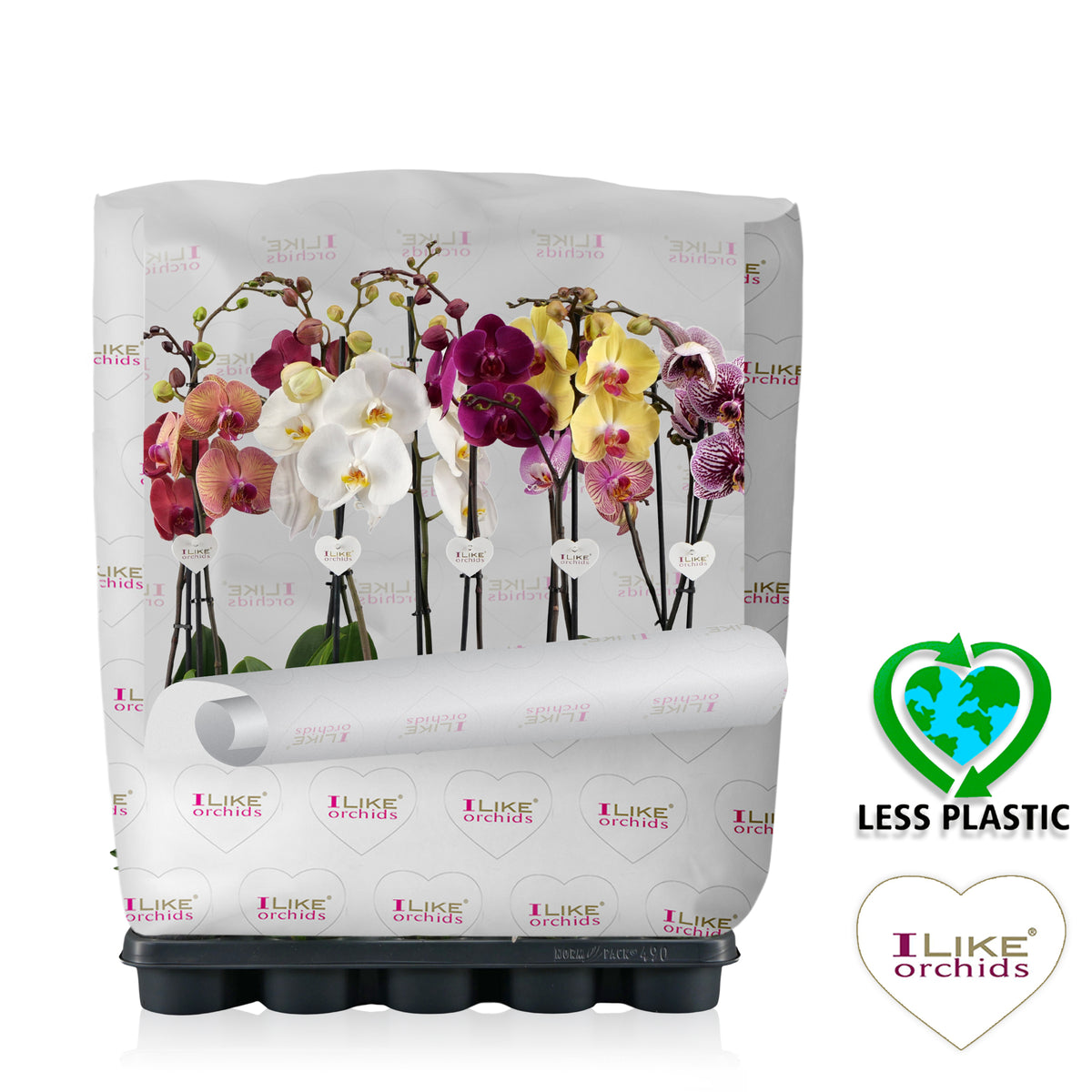 Phalaenopsis mix 75cm 12cm Pot