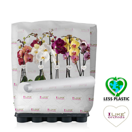 Phalaenopsis mix 75cm 12cm Pot