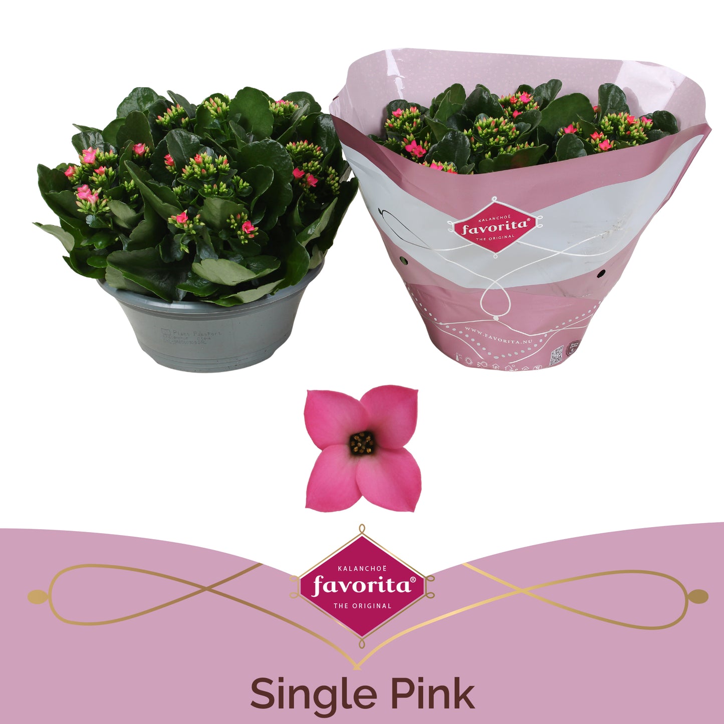 SV.CO Kalanchoe Bella Rosa Pink Pack of 3