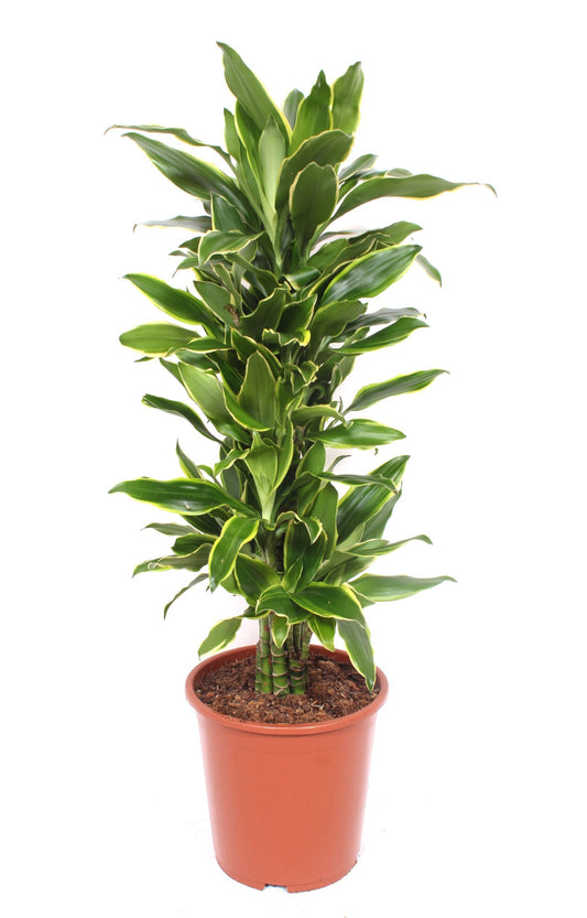 Dracaena fragrans Golden Coast 110cm 27cm Pot