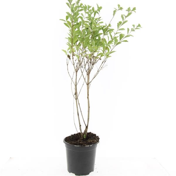 Symphoricarpos Magical Candy 10cm 14cm Pot