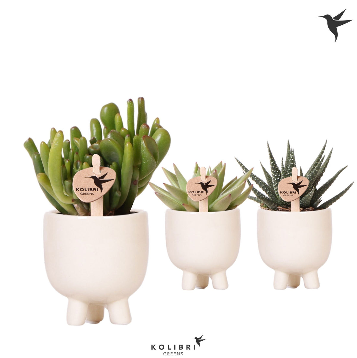 Succulent mix 13cm 6cm Pot