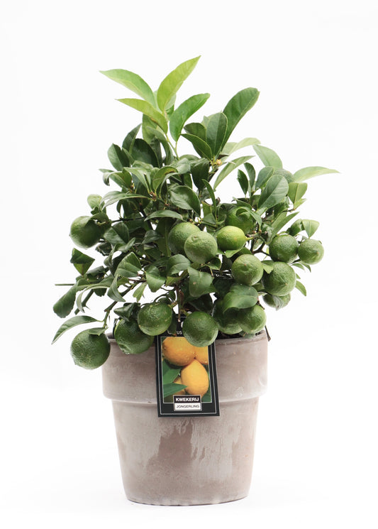 Citrus Lemon 40cm 16cm Pot