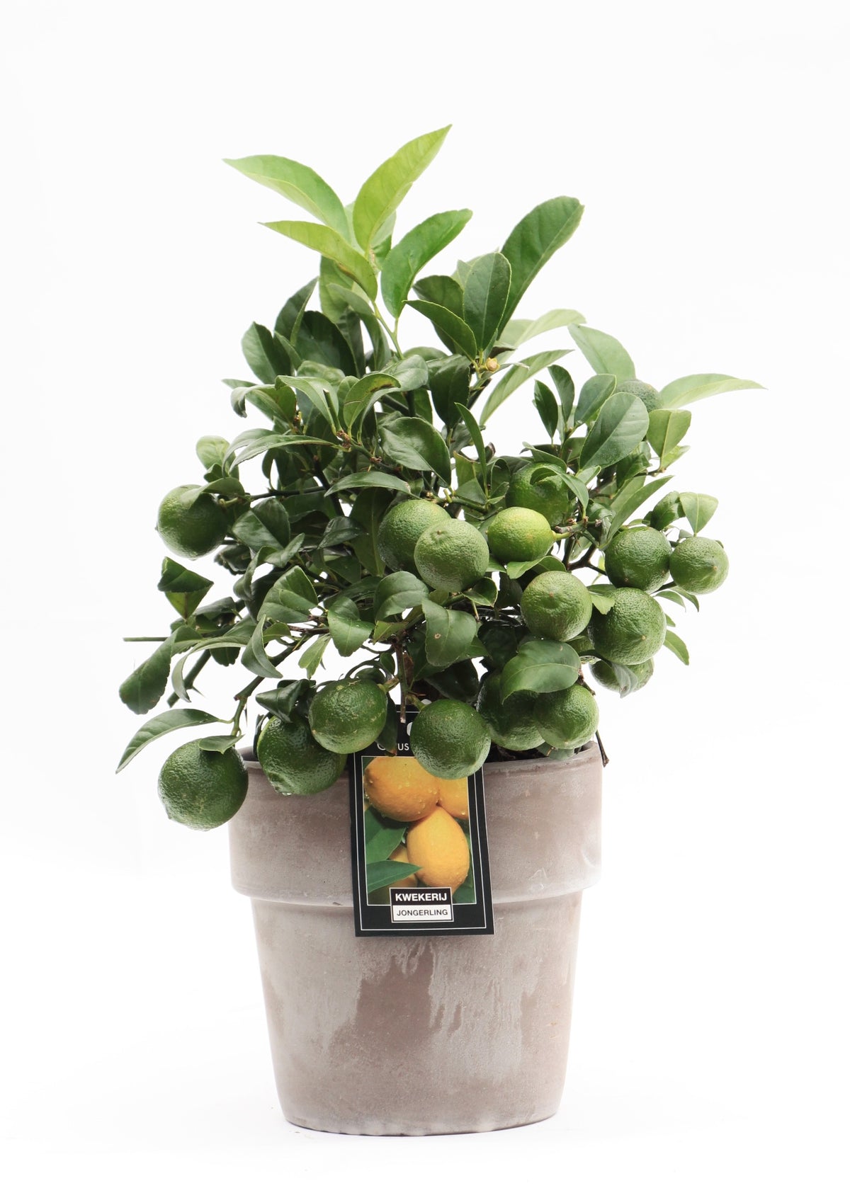 Citrus Lemon 40cm 16cm Pot
