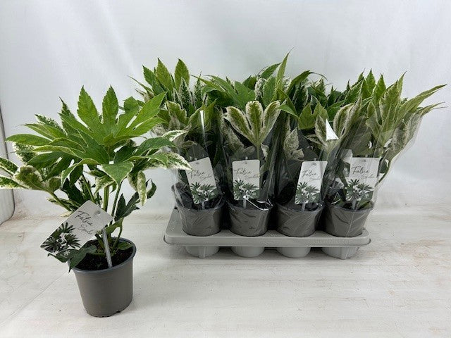 Fatsia jap. Variegata 45cm 14cm Pot