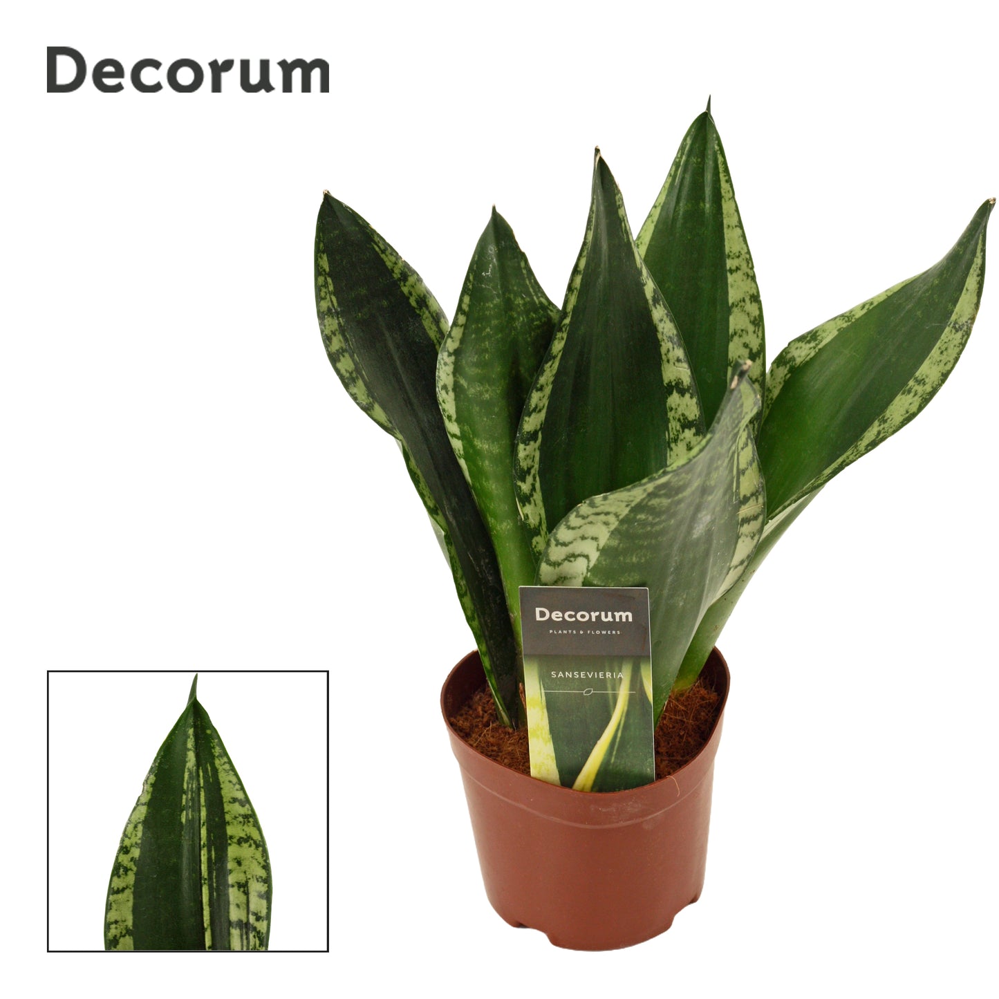 Sansevieria trifasciata 36cm 12cm Pot