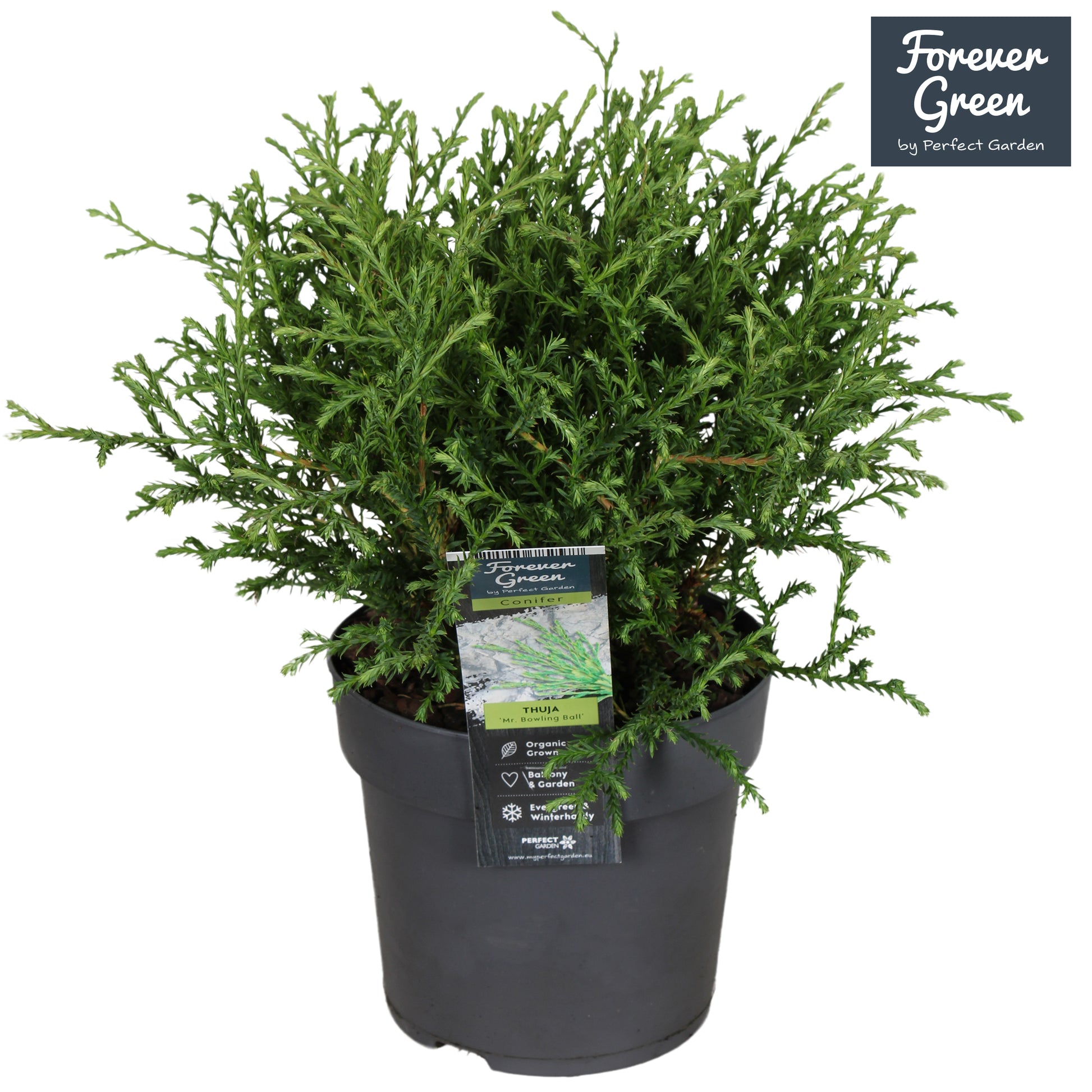 Thuja occidentalis Mr. Bowling Ball 30cm 14cm Pot