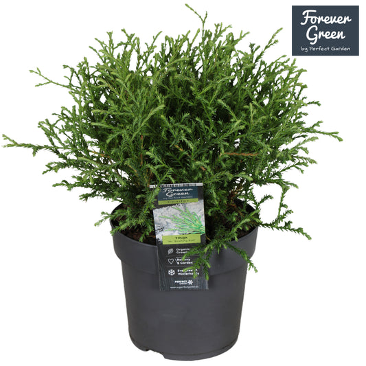 Thuja occidentalis Mr. Bowling Ball 30cm 14cm Pot