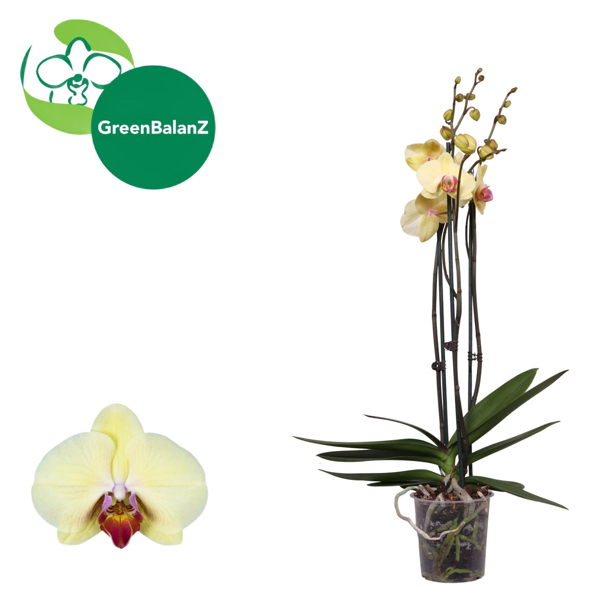 Phalaenopsis Desert Breeze 55cm 12cm Pot