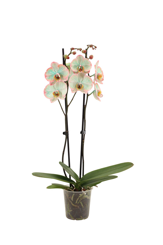 Phalaenopsis Hybrid 55cm 12cm Pot