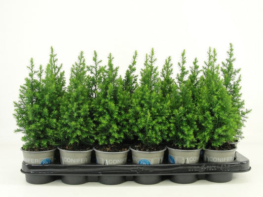 Chamaecyparis thy. Top Point 24cm 9cm Pot
